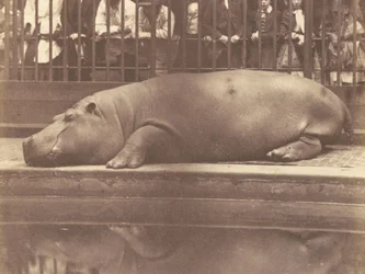 Das Nilpferd im Zoologischen Garten, Regents Park